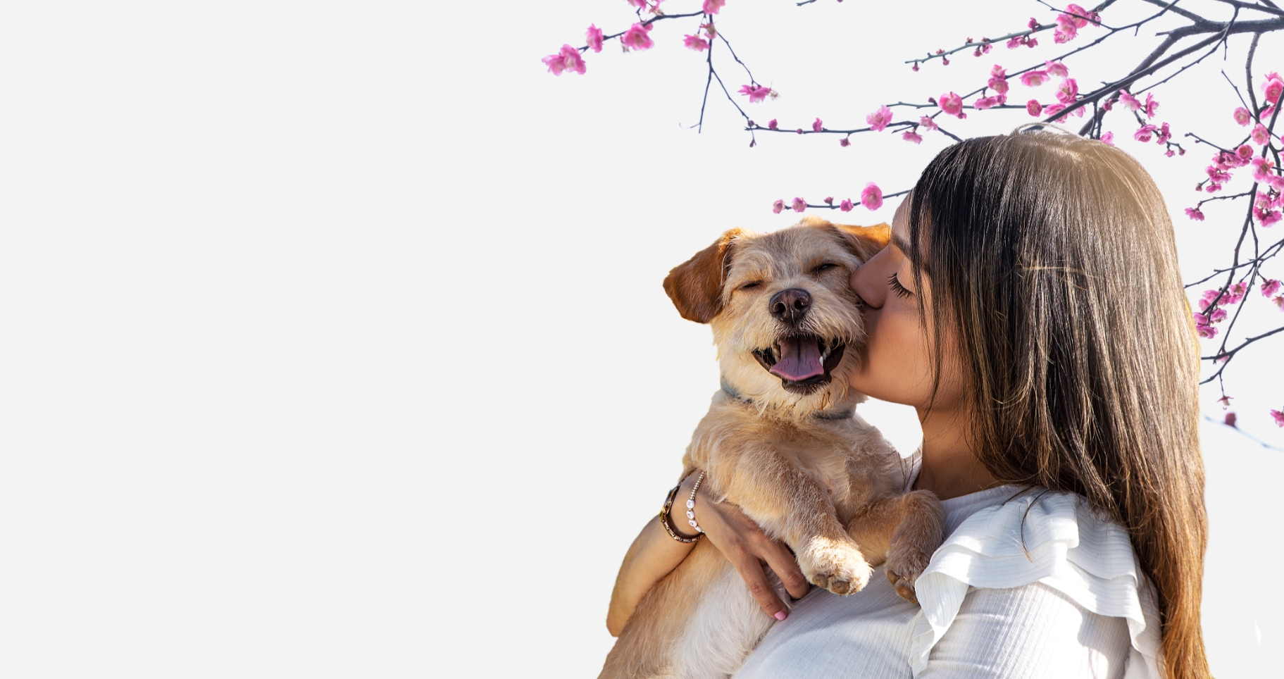 A puppy gets a little kiss from its owner under a blossoming tree