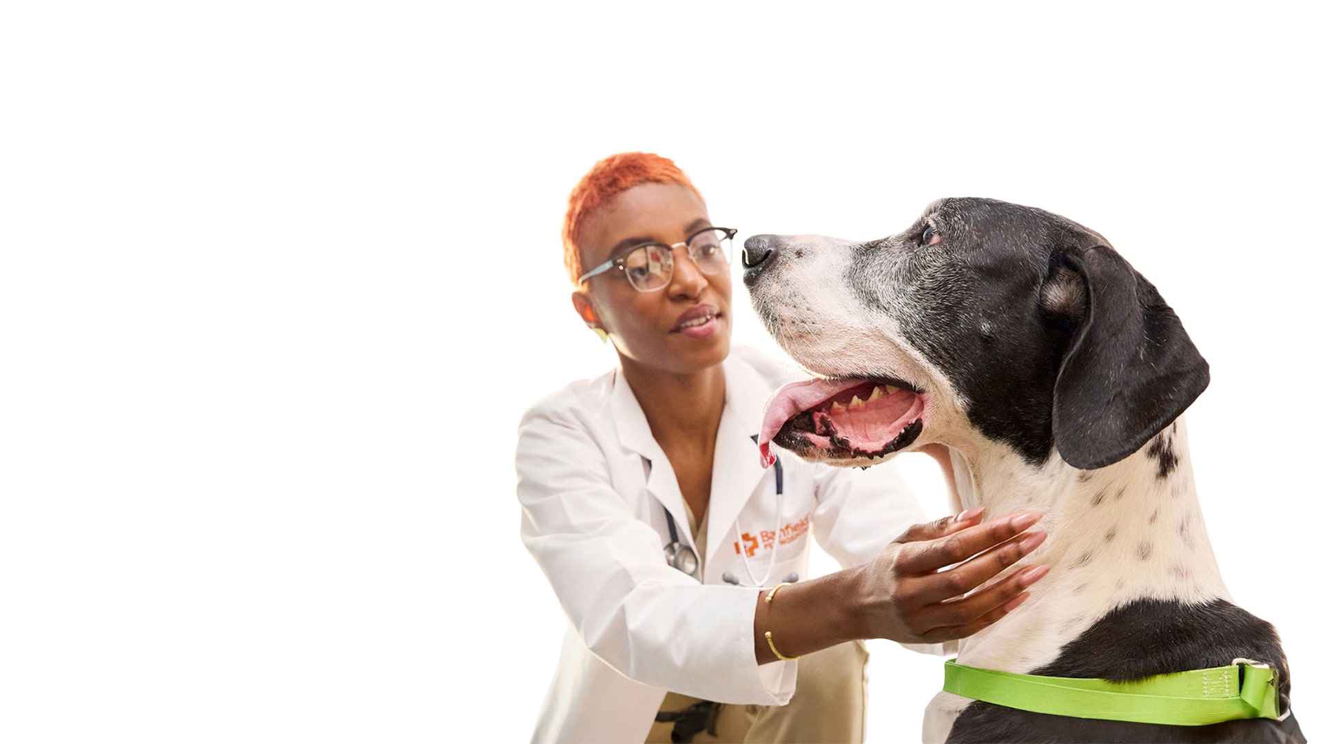 a doctor examining a dog